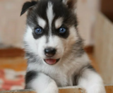 Pomsky Puppies For Sale Fairfield Furbabies